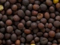 Black mustard seeds Royalty Free Stock Photo