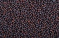 Black mustard seeds background. Close-up of mustard seeds