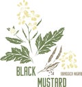 Black mustard silhouette in color image vector illustration