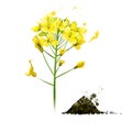 Black mustard yellow plant. Brassica nigra