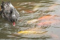 Black Mute Swan Cygnus olor swimming with Goldfish in a pond Royalty Free Stock Photo