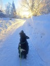 Black Mutt Dog on a Snowy Trail, Sunny December Day in Anchorage, Alaska, Looking Up