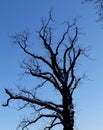 Black naked tree on blue