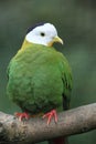 Black-naped fruit dove Royalty Free Stock Photo