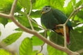 Black-naped fruit dove Royalty Free Stock Photo