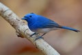 Black-naped Monarch bird