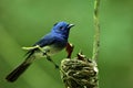 Black-naped monarch flycatcher (Hypothymis azurea) beautiful blu Royalty Free Stock Photo