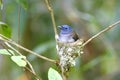 Black-naped Monarch Hypothymis azurea Royalty Free Stock Photo
