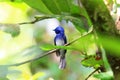 Black-naped Monarch