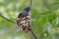 Black-naped Monarch steals spider silk to build a new nest Royalty Free Stock Photo