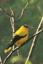 Black-naped oriole Royalty Free Stock Photo