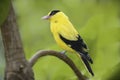 Black-Naped Oriole