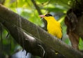 Black naped oriole, Oriolus chinensis