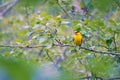 Black-naped Oriole