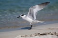 Black-naped Tern (Asia, Australia) (Generative AI) Royalty Free Stock Photo