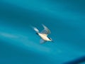 BLACK NAPED TERN SWOOPING IN BLUE SKY