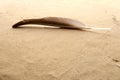 Black natural feather on beach sand background.