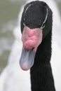 a black neck Schwan im Wasser am schwimmen Royalty Free Stock Photo