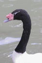 a black neck Schwan im Wasser am schwimmen Royalty Free Stock Photo