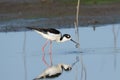 Black Neck Stilt eating