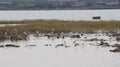 Black Neck Stilt and Egrets nesting site in Bai Tong fishing village North China