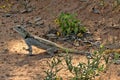 Black-necked Agama, Acanthocercus atricollis, Matopos National Park, Zimbabwe