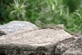 Black-necked agama, Acanthocercus atricollis, on a rock Royalty Free Stock Photo