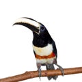 Black-necked aracari isolated on white Royalty Free Stock Photo