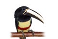 Black-necked aracari isolated on white Royalty Free Stock Photo