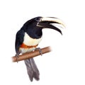 Black-necked aracari isolated on white Royalty Free Stock Photo