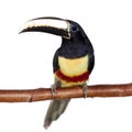 Black-necked aracari isolated on white Royalty Free Stock Photo