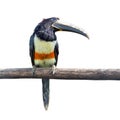 Black-necked Aracari Royalty Free Stock Photo