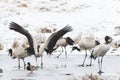 Black necked crane (Grus nigricollis) on Da Shan Bao in Yunnan China