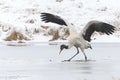 Black necked crane (Grus nigricollis) on Da Shan Bao in Yunnan China