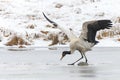 Black necked crane (Grus nigricollis) on Da Shan Bao in Yunnan China