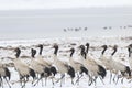 Black necked crane (Grus nigricollis) on Da Shan Bao in Yunnan China Royalty Free Stock Photo