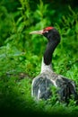 Black-necked Crane, Grus nigricollis, wildlife scene from nature. Big bird with red head, China, Asia. Rare bird from Tibetan Pla Royalty Free Stock Photo