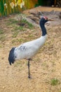 A black-necked crane (Latin Grus nigricollis) standing on one leg against a background of yellow sand. Royalty Free Stock Photo