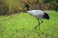 Black-necked crane