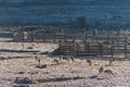 Black-necked cranes on a field in Phobjikha valley, Bhutan Royalty Free Stock Photo