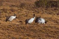 Black-necked cranes on a field in Phobjikha valley, Bhutan Royalty Free Stock Photo