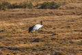 Black-necked cranes on a field in Phobjikha valley, Bhutan Royalty Free Stock Photo