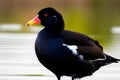 Black-necked Duck (Araucaria melanoleuca). Generative AI