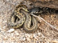 Black necked garter snake near Tucson, Arizona