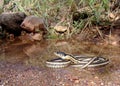 Black-necked Garter Snake, Thamnophis cyrtopsis