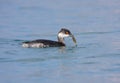 Black-necked Grebe Royalty Free Stock Photo