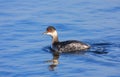 Black-necked grebe Royalty Free Stock Photo