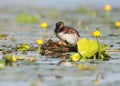 Black necked grebe in breeding plumage rotate eggs in the nest. Royalty Free Stock Photo