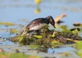 Black necked grebe constantly improving its nest