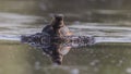 Black-necked Grebe Creating Wave on Lake Royalty Free Stock Photo